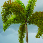 Foxtail Palm